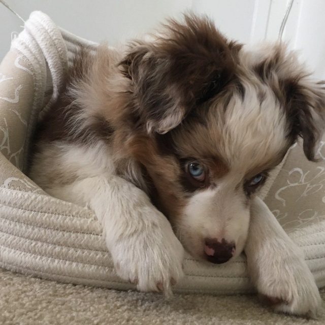 Max