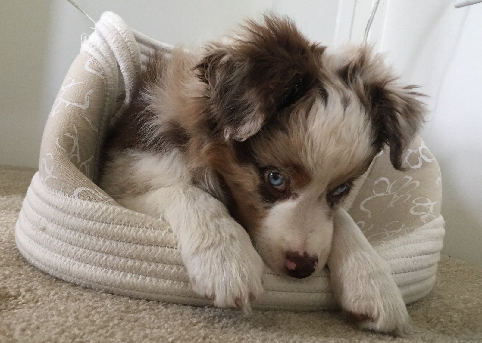 Max