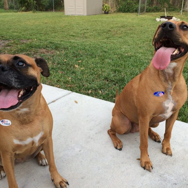 Lola And Remi, Get Out The Vote