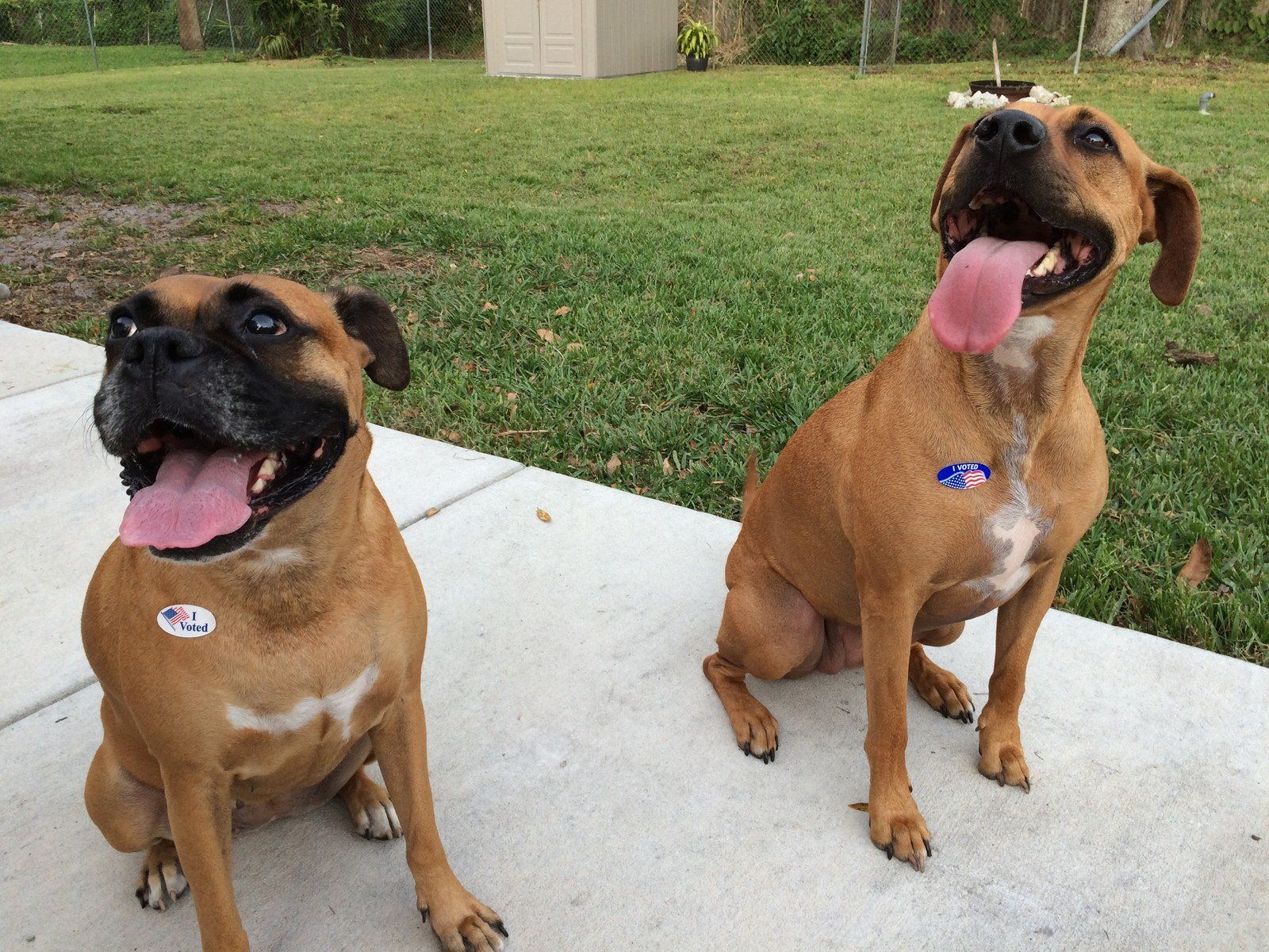 Lola And Remi, Get Out The Vote