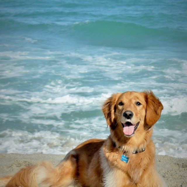 Beach Buddy