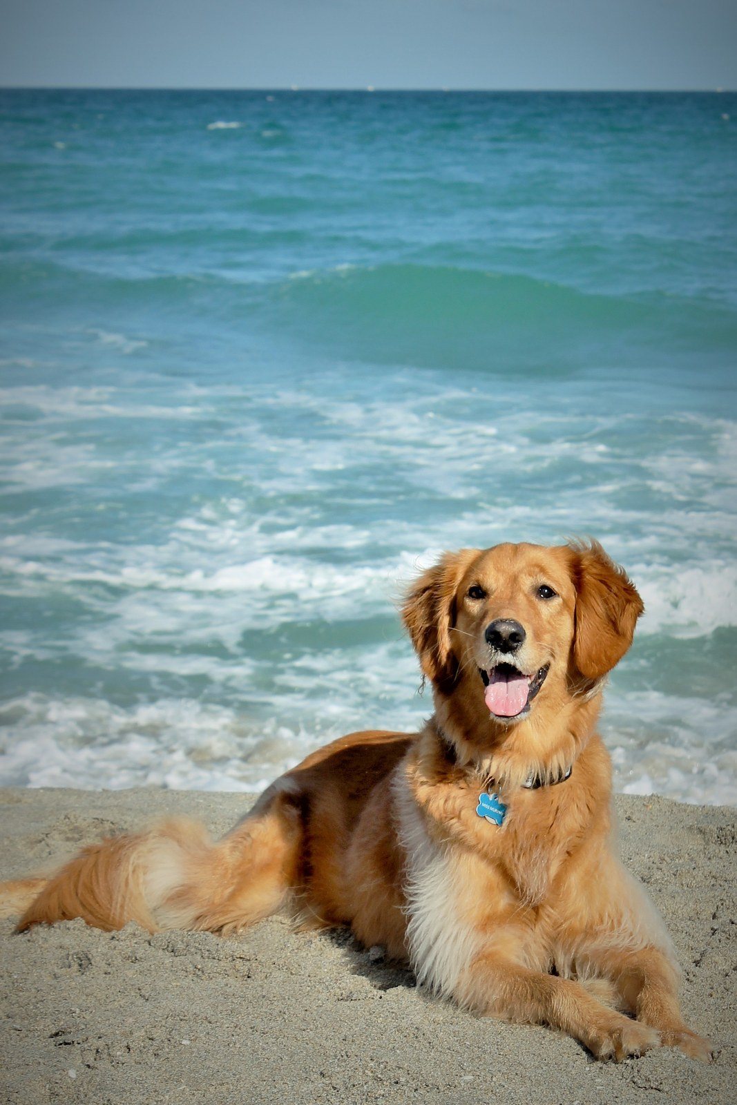 Beach Buddy