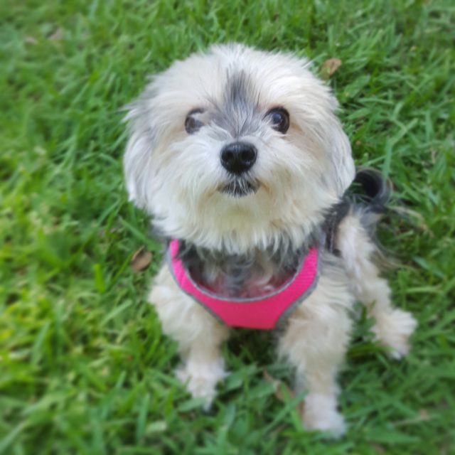 Minnie, The Morkie