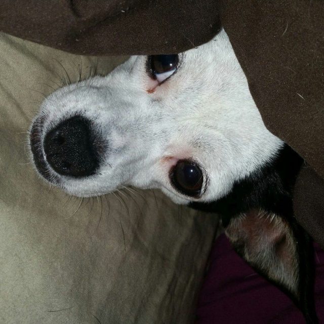 Hide N Seek