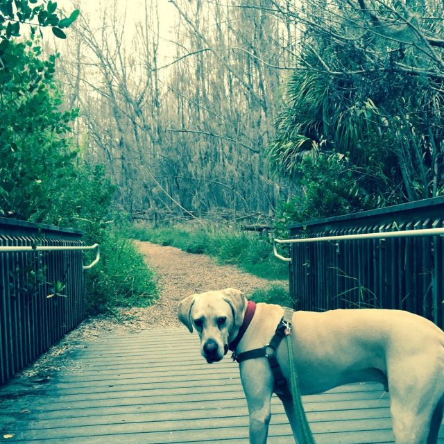 Exploring The Lagoon Greenway