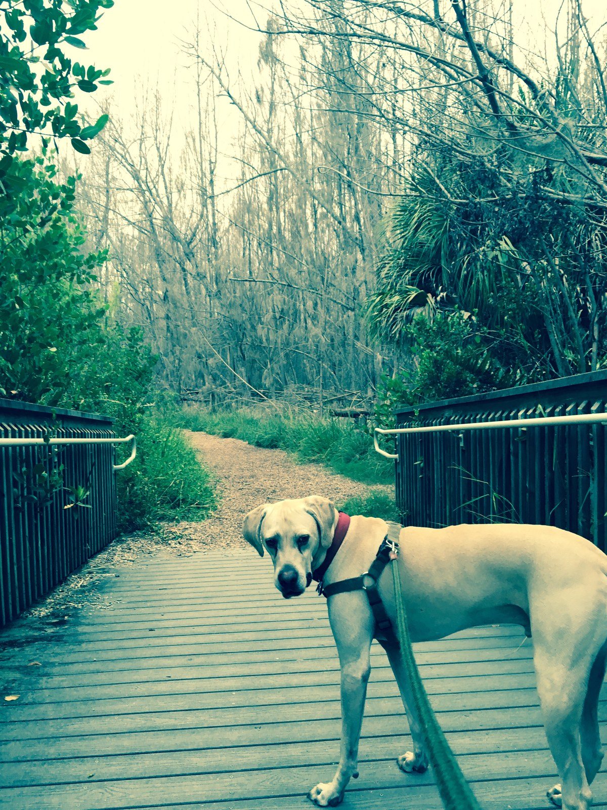 Exploring The Lagoon Greenway