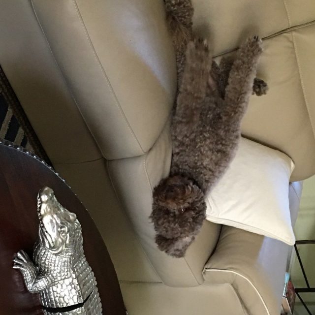 Sloan Getting Comfy!