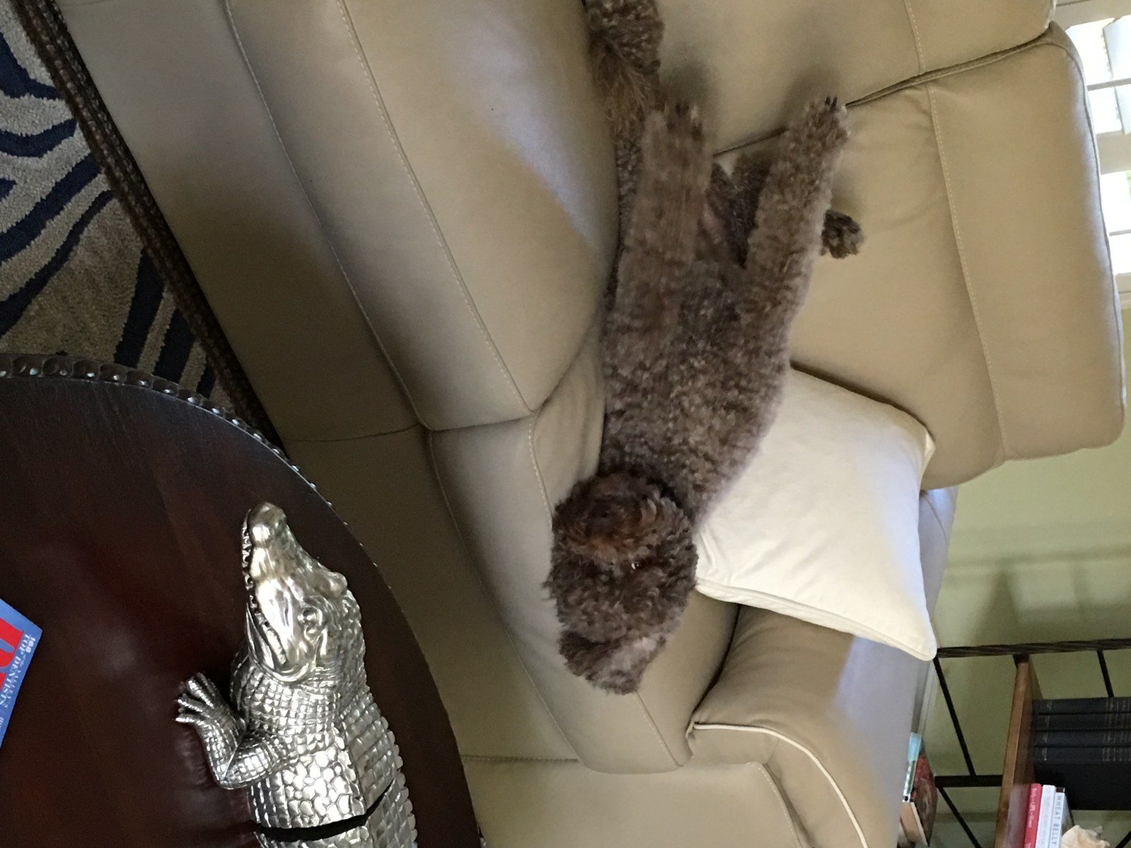 Sloan Getting Comfy!
