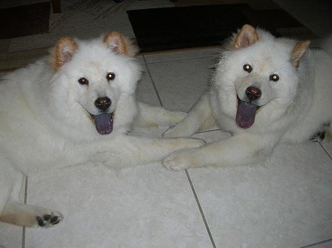 Sadie & Leola - Fur Sista's