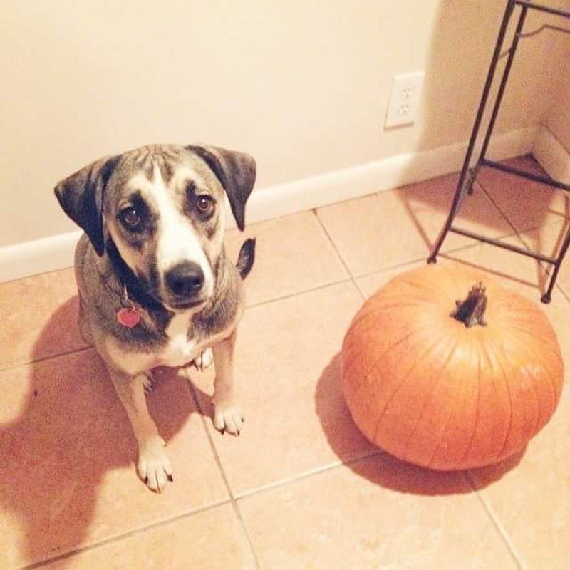 Ready For Pumpkin Flavored EVERYTHING!