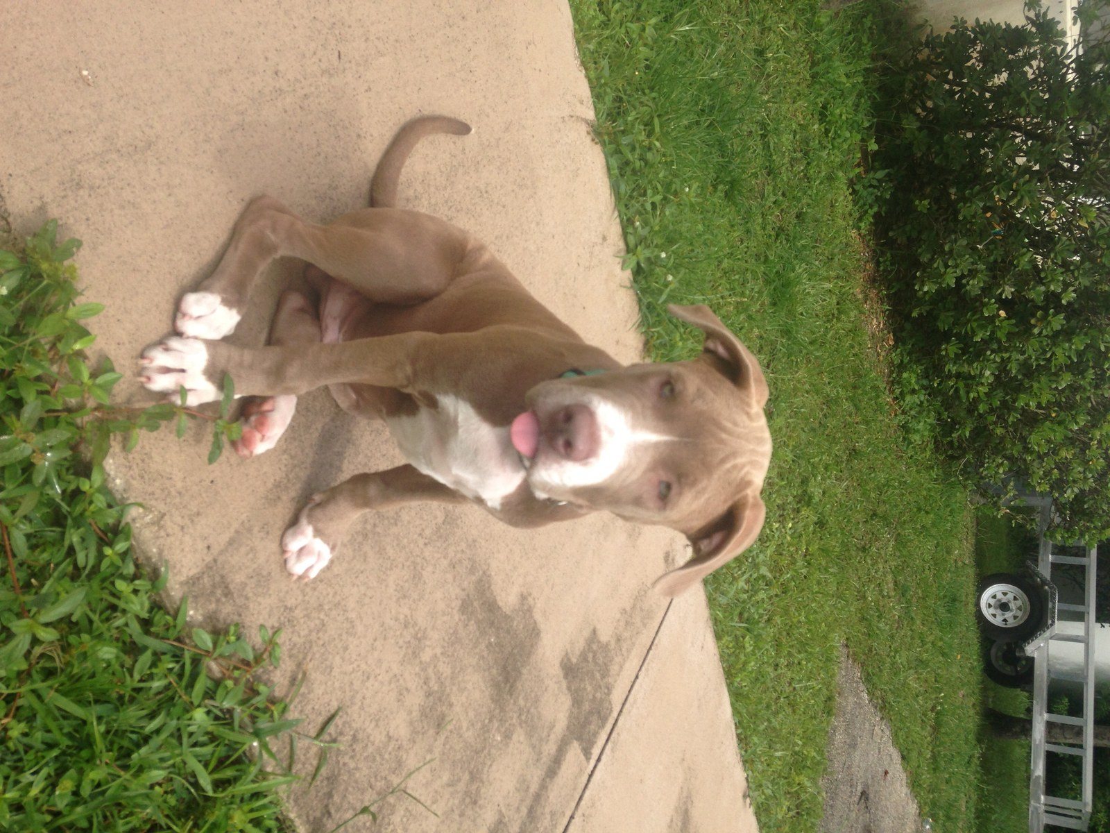 Silly Face