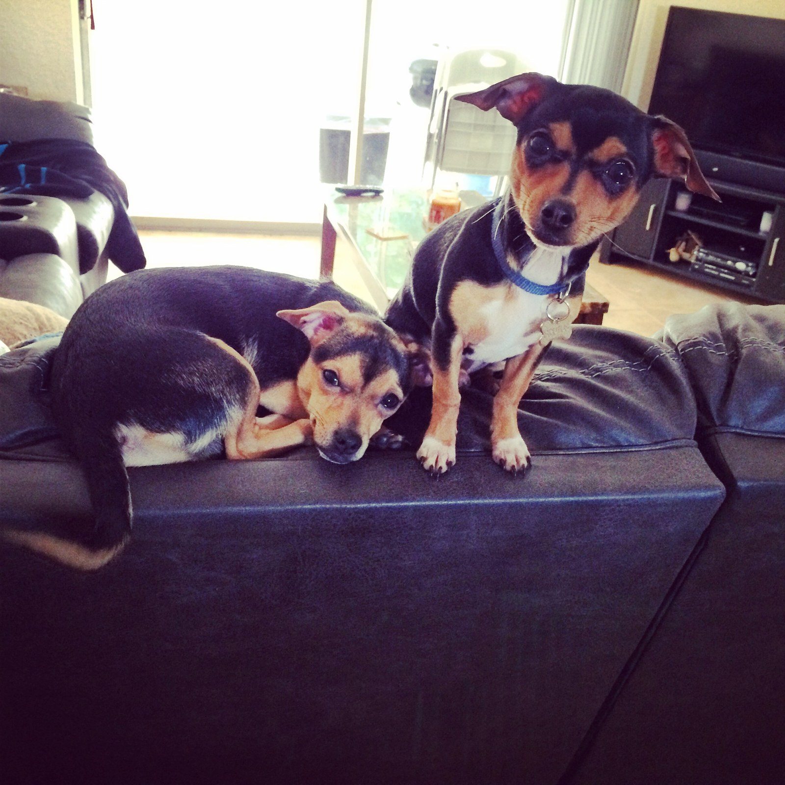 Puppy Brothers!