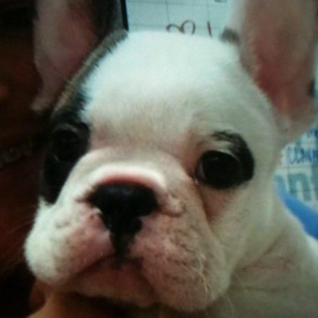 Baby Chief