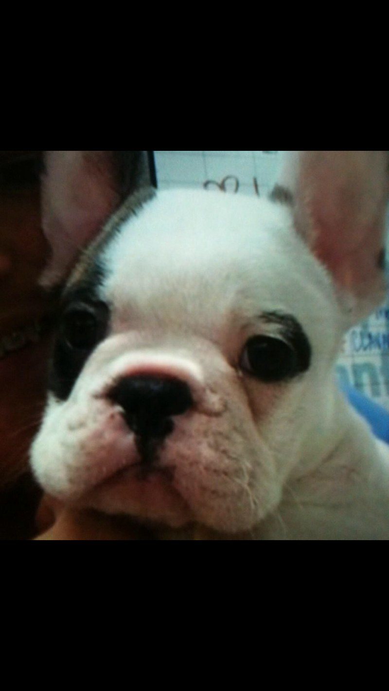 Baby Chief
