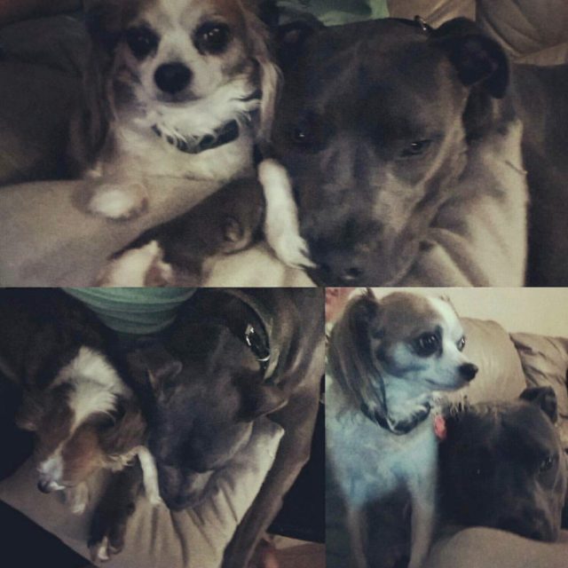 Brothers From Another Mother.