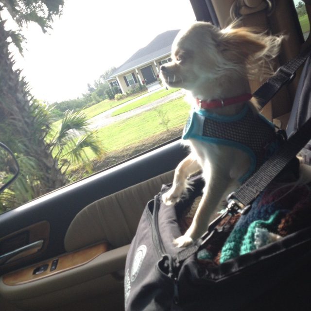 Boys Rideing In Cars