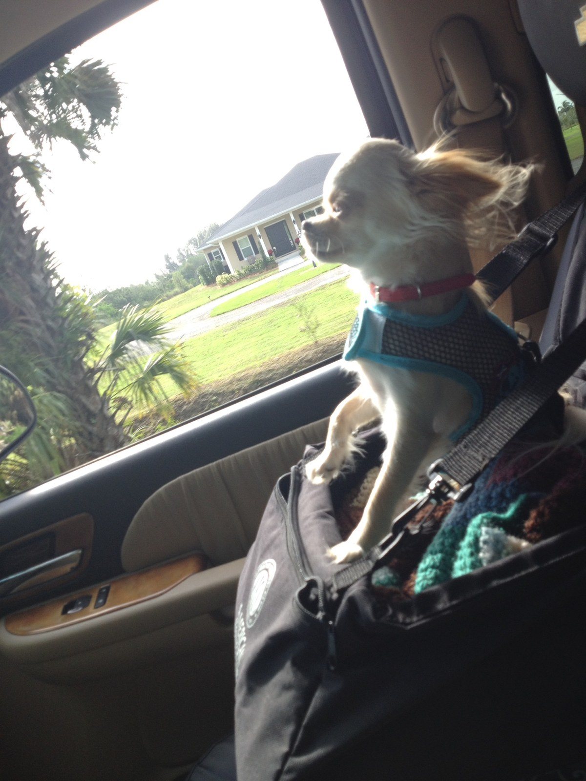 Boys Rideing In Cars