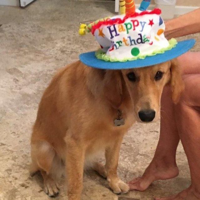 Jewels, Reluctantly Displaying Her One Year Old Happy Birthday Hat.