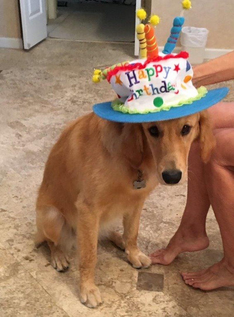Jewels, Reluctantly Displaying Her One Year Old Happy Birthday Hat.