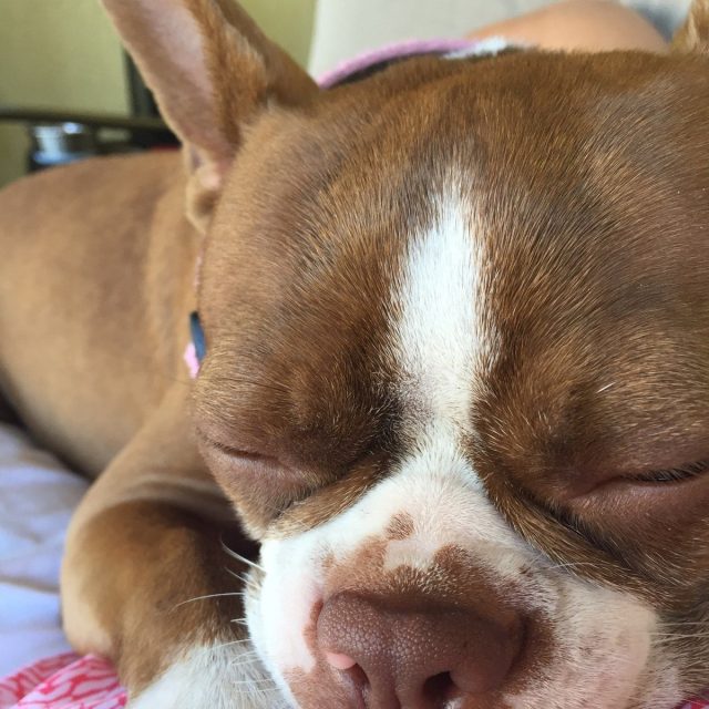 Shhh, GingerSnap Is Sleeping!