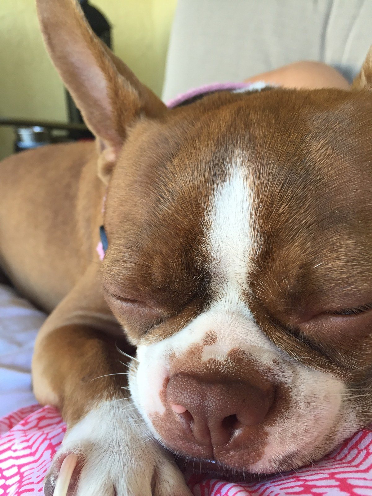 Shhh, GingerSnap Is Sleeping!