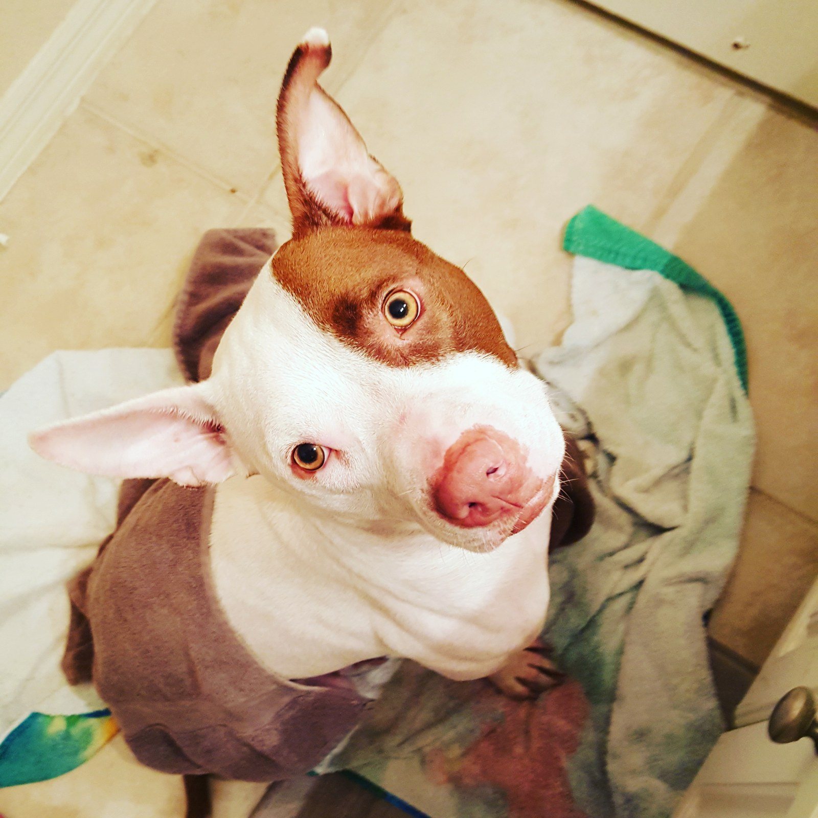 "Excuse Me, Mom, I'm Still Wet From That Bath I Didn't Want!" -Max