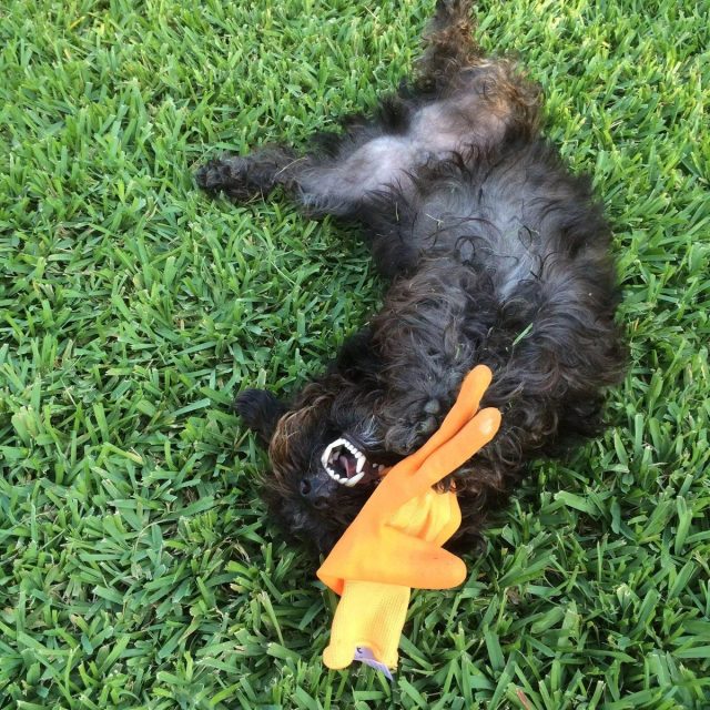 Garden Glove