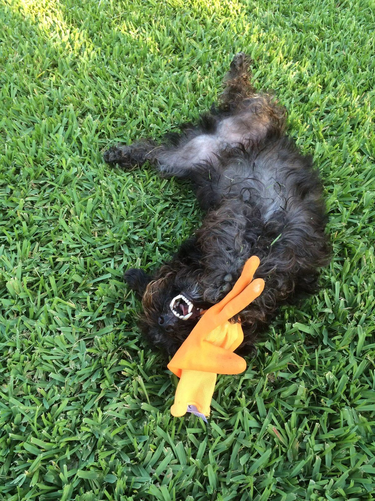 Garden Glove