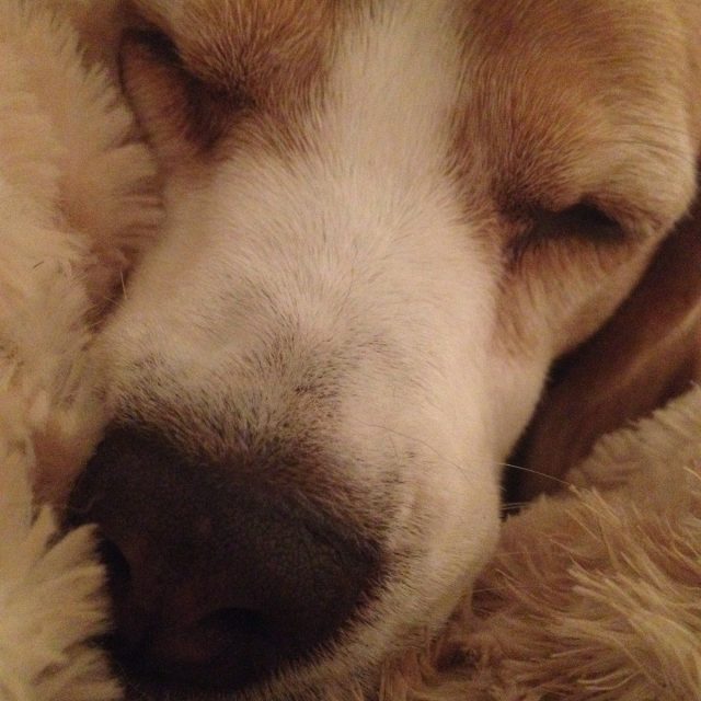Sleeping Beagle