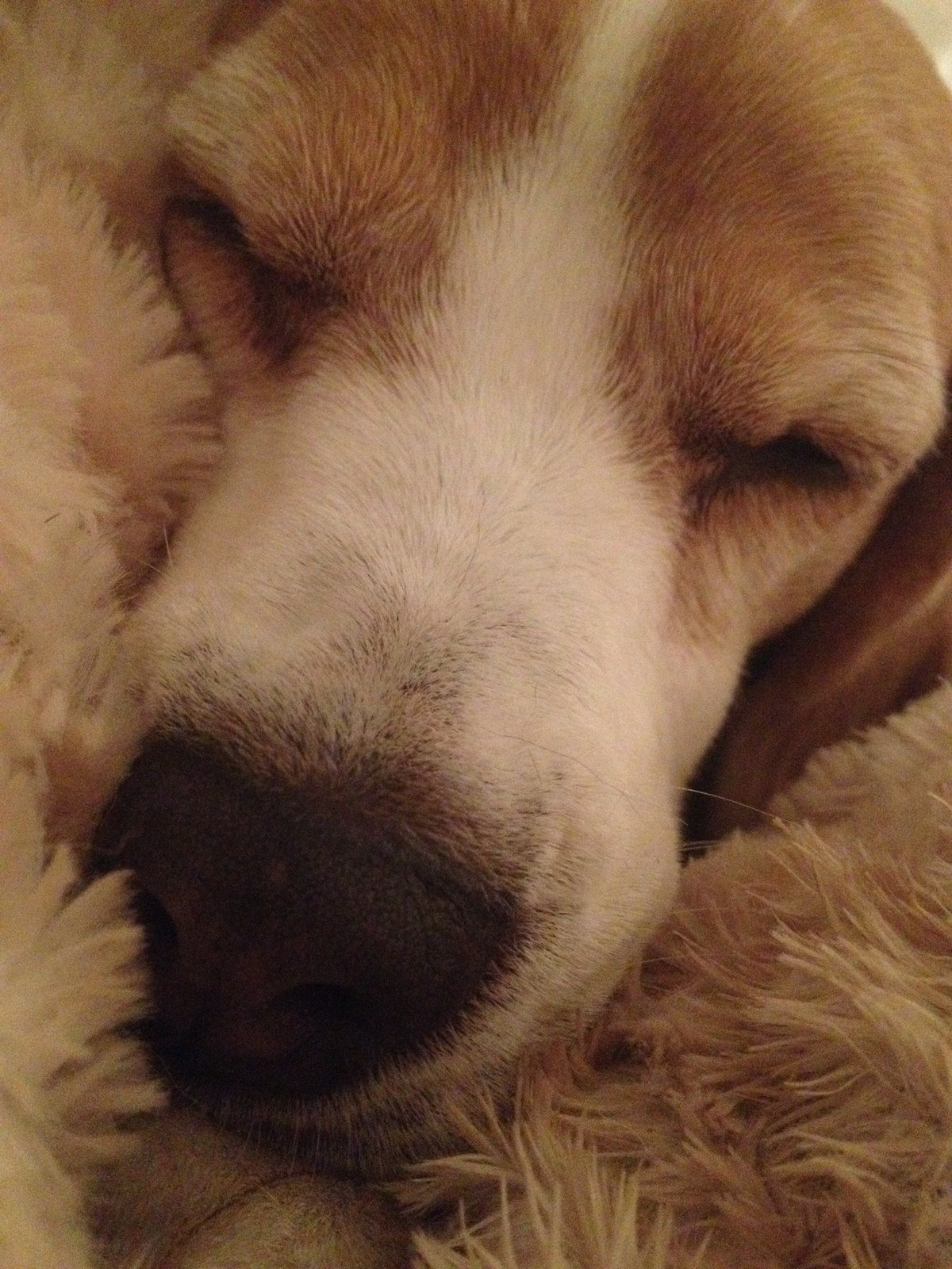 Sleeping Beagle