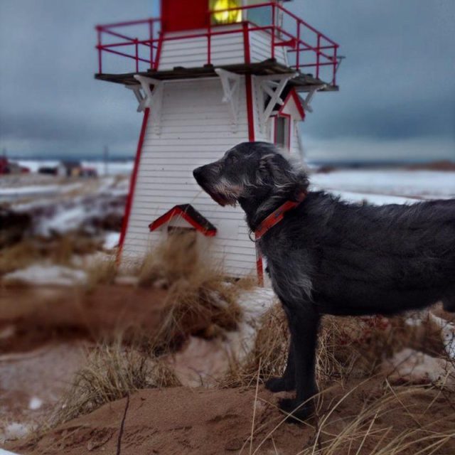 Three Dog Night In PEI