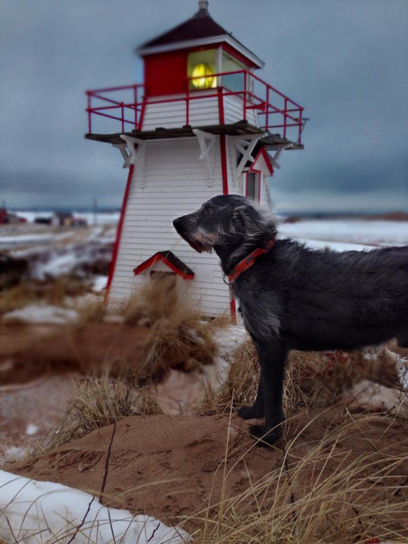 Three Dog Night In PEI