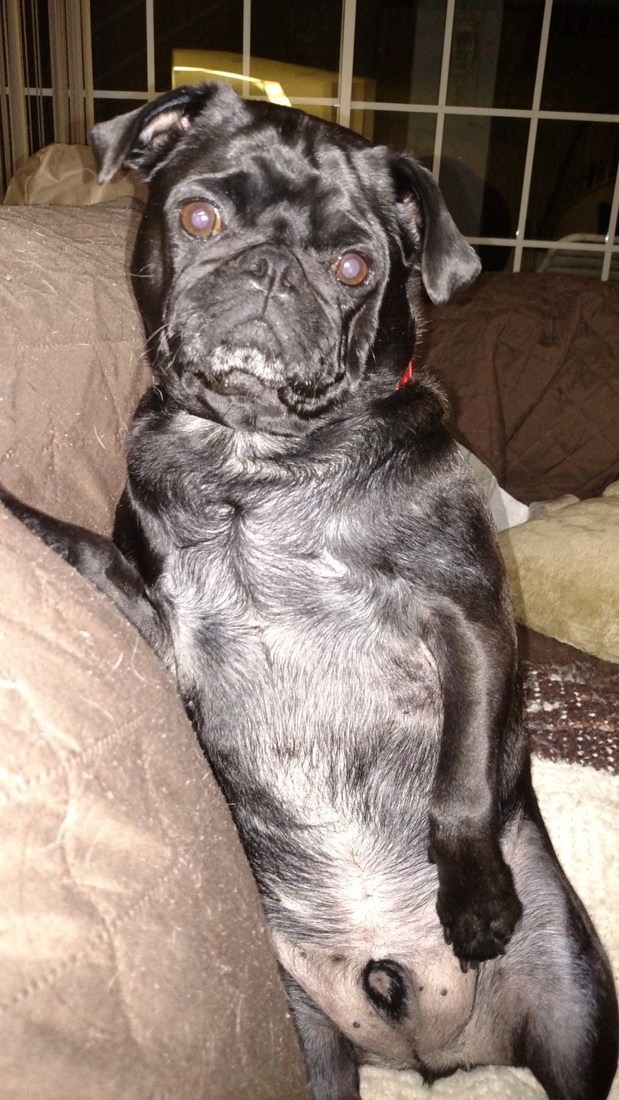 Black Pugs Matter