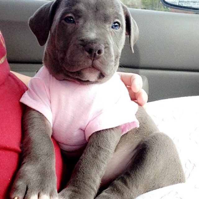 Little Miss Priss 🎀