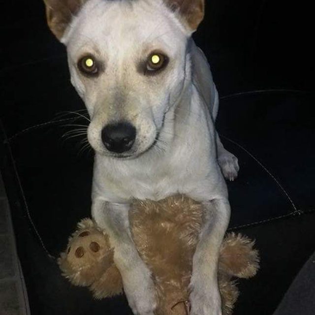 My Teddy
