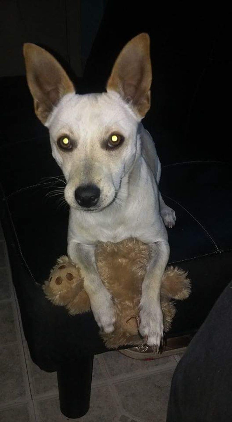 My Teddy