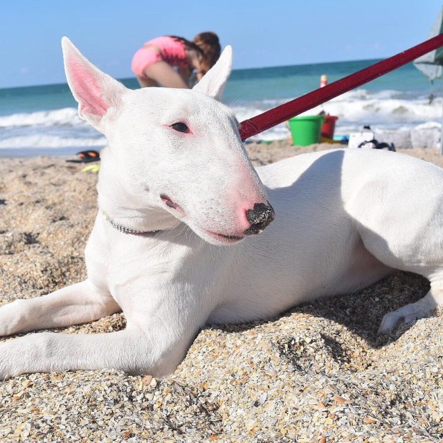 Josie Soaking Up That Vero Beach Sun!