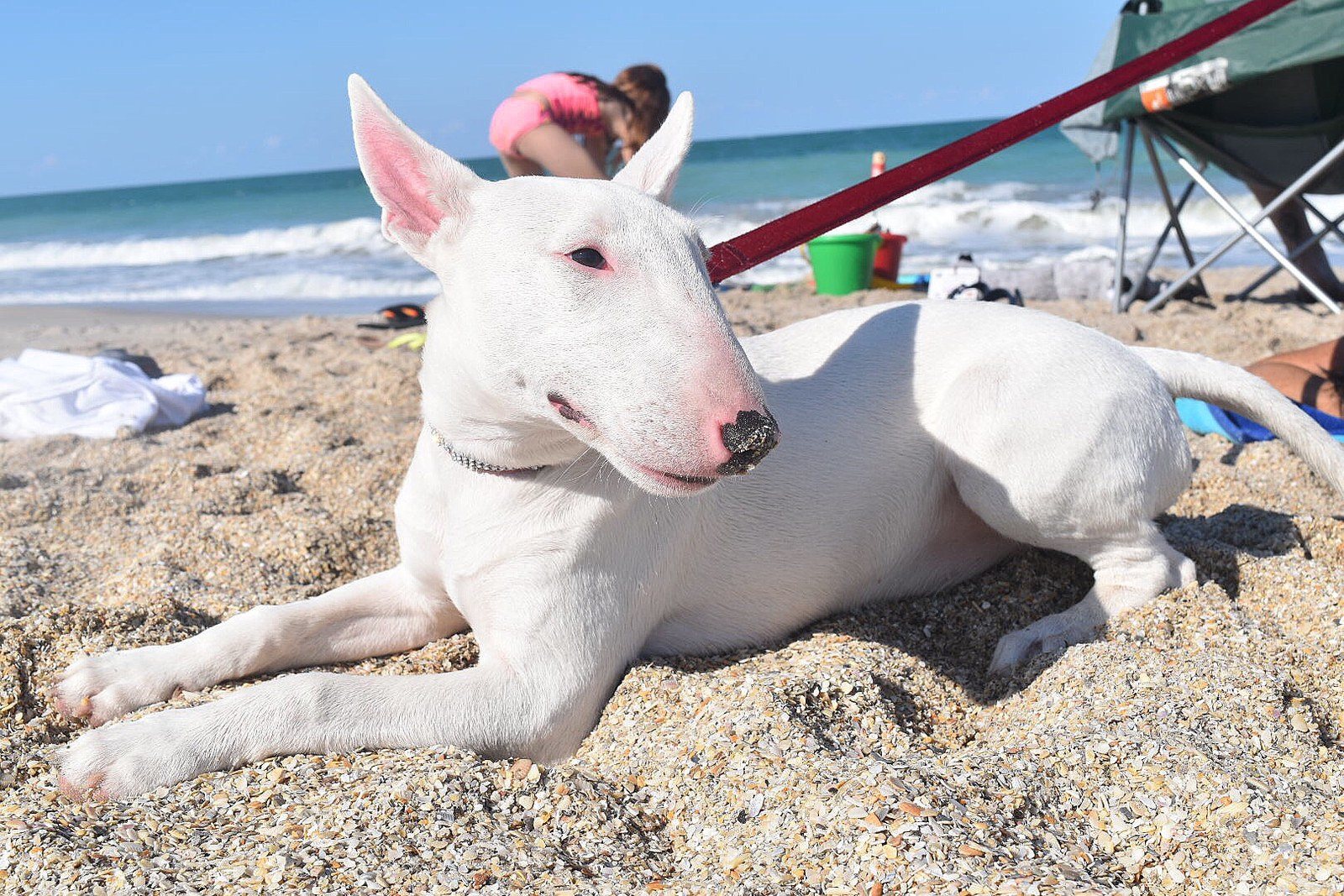Josie Soaking Up That Vero Beach Sun!