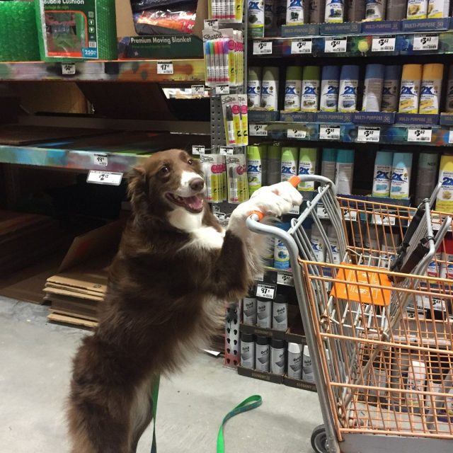 Just Helping Mom With The Shopping