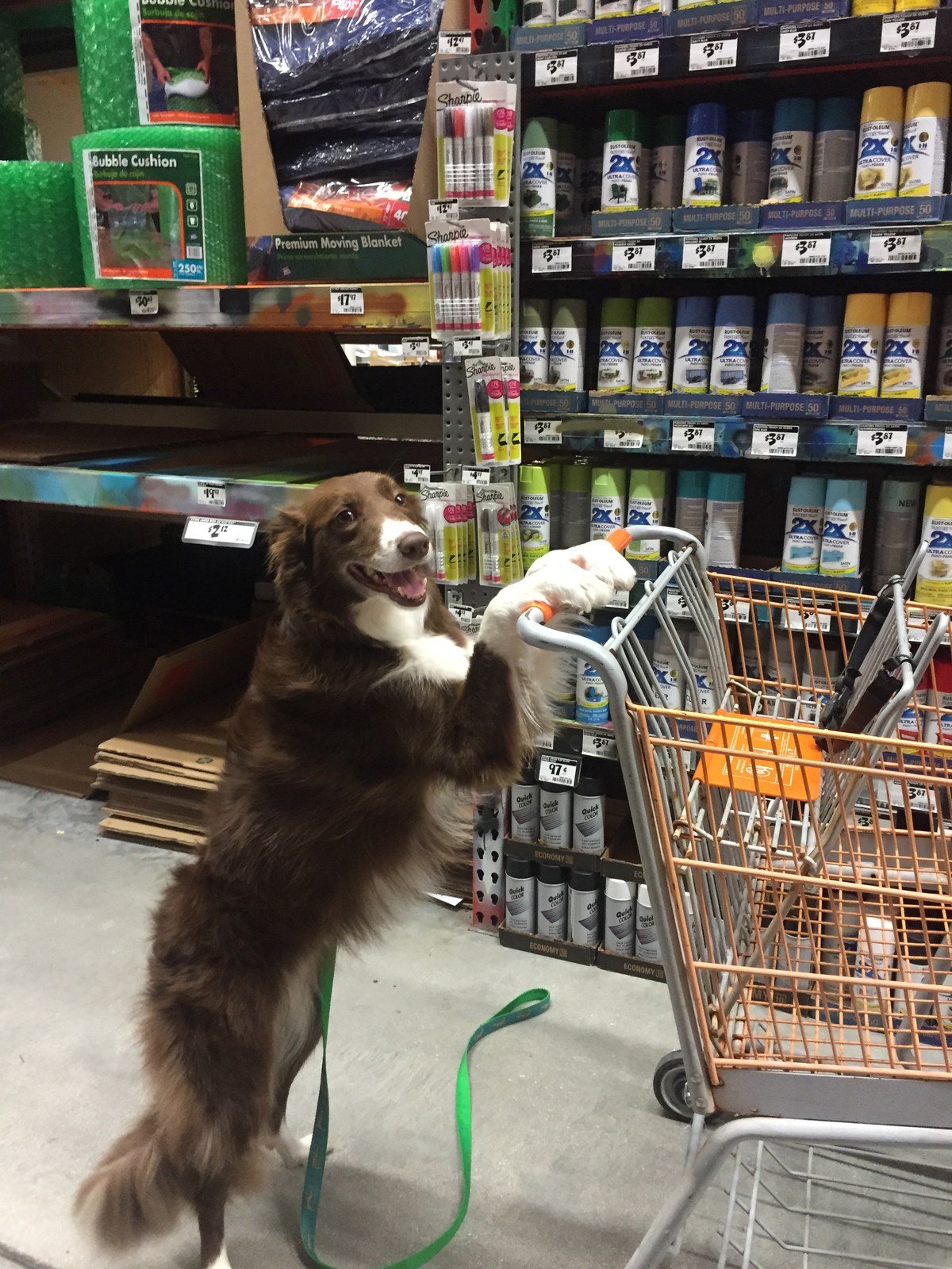 Just Helping Mom With The Shopping