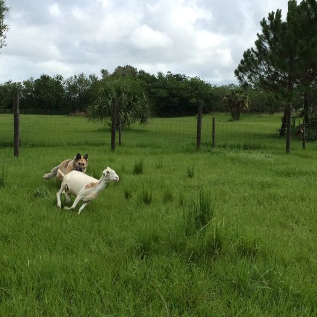 Counting Sheep