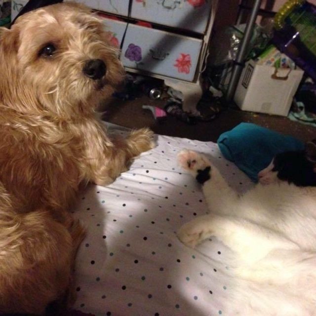 Gizmo And His Bestfriend Charlie
