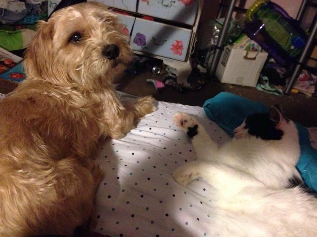 Gizmo And His Bestfriend Charlie
