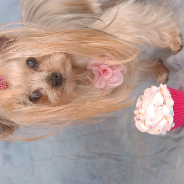 Cupcake