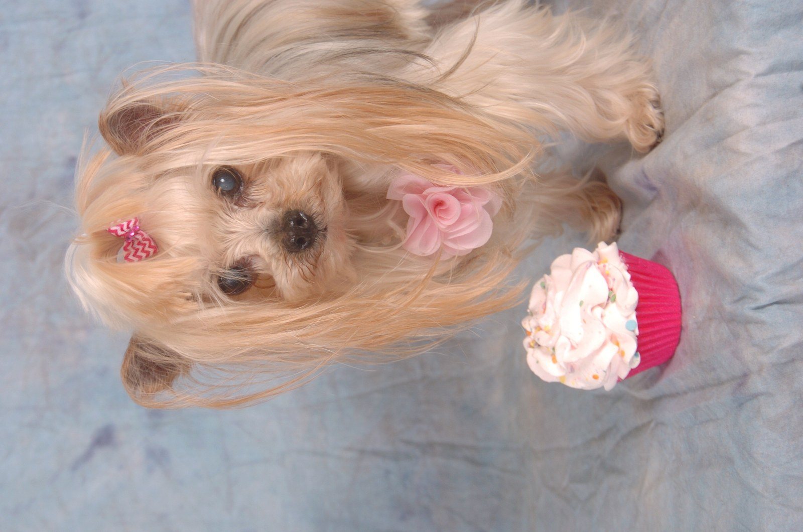 Cupcake