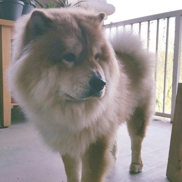 Queen Of The Porch