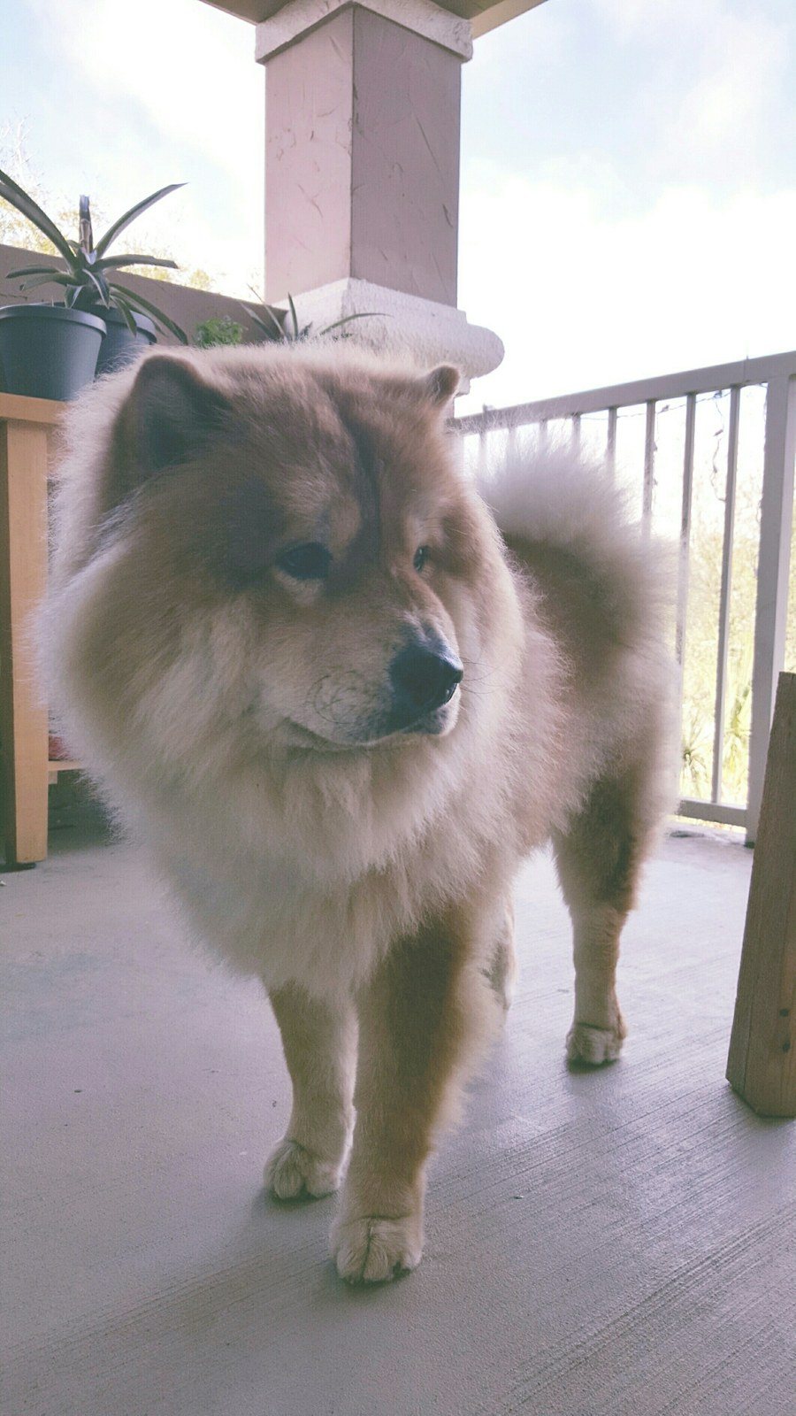 Queen Of The Porch