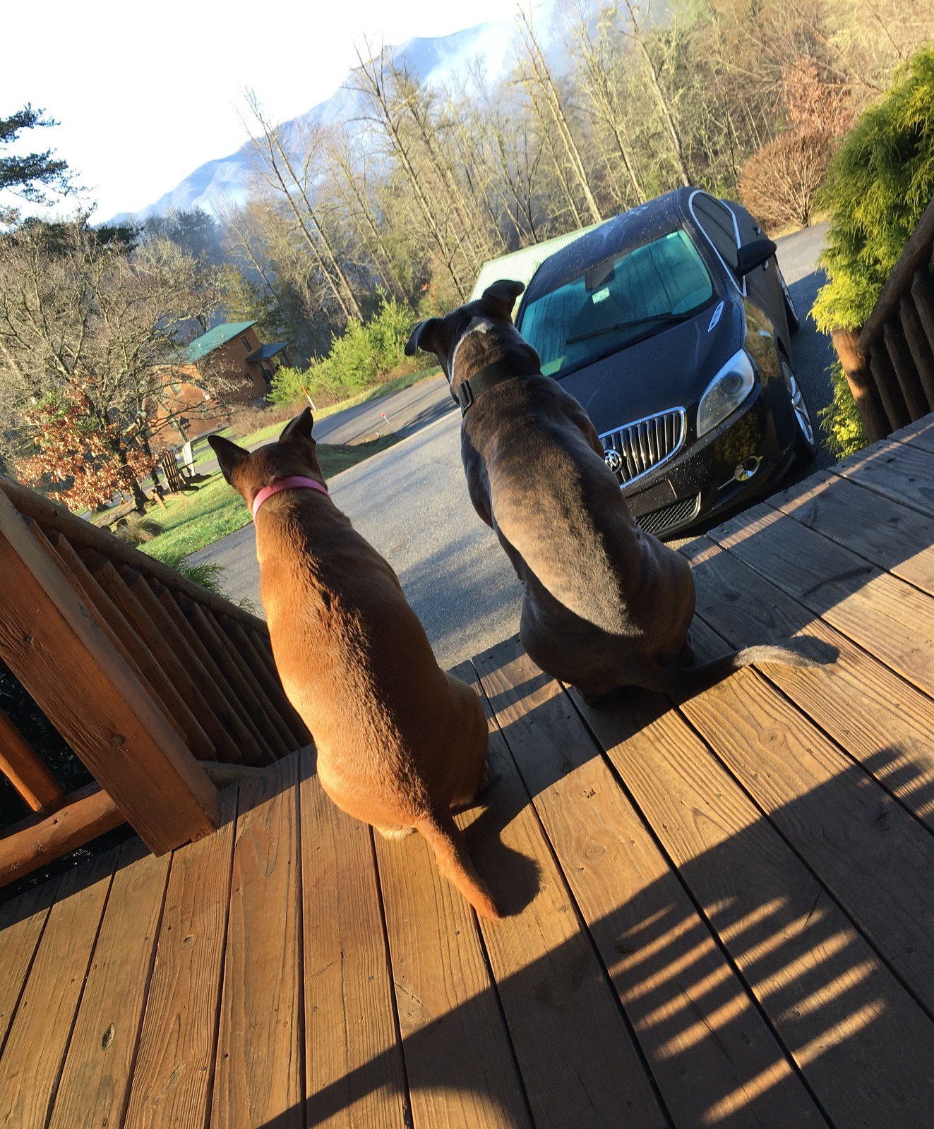 Vero Beach Dogs In The Mountains