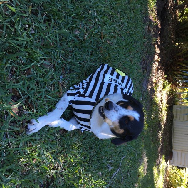 The Rufferee Has Caught The Milkbone!
