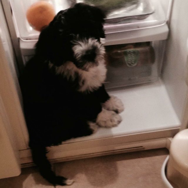 Coco Says I Want Food!